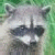 Pixelated raccoon face with dark mask-like markings on a greenish background, next to bright green text reading 'Original Icons .com' on solid dark green.