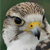 A pixelated close-up of a bird's head with brown and white feathers, a yellow beak, and dark eyes against a green background.