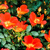Pixelated image of orange-red flowers with green foliage against a dark background, rendered in a low-resolution, blocky style.