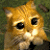Animated contact sheet of a cartoon cat with large eyes and striped fur, displaying sequential text phrases about cats wearing boots across 12 frames arranged in a 4x3 grid.