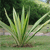A pixelated green plant with multiple slender stems and elongated leaves against a blurred background of foliage and light-colored ground.