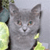 Gray cat with green eyes and white muzzle patch, positioned against light gray background with green foliage elements on left and right edges.