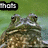 A four- of a frog's face with changing text overlays on a green background