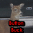 A deer stands beside a vehicle with a red text overlay reading 'Button Buck' in two lines.