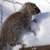 Brown animal with dark patches stands on a light surface, head turned right, against a blurred background with blue and white tones.