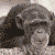 iconhell_pinkpanda_ape