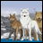 Three wolves stand in a snowy landscape with a blue sky background; the right side displays 'AnimeIM' and 'com' text on black.
