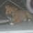 Pixelated dog image with orange text on bright pink background, displaying multiple phrases including 'I LOVE U CINNAMIN' and 'UR GETTIN BIG... I LOVED'.
