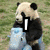 A four- shows a panda holding a blue object, then a panda lying on grass, then a panda behind a wooden fence, with text reading "I Love panda's"
