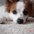 A pixelated dog with brown and white fur lies on a light surface, its head slightly tilted as blue text reading 'Happy!' appears below.