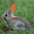 A static image shows four animals and text: a rabbit, penguin, cat, and dog with blue pixelated text reading 'these are a few of my favorite things'.