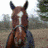 A horse with a white stripe on its face stands in an outdoor setting, while adjacent display 'I ❤️ MINI' text with red and pink hearts