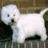 A pixelated white dog stands on a textured surface next to blue text boxes with 'Little White Dogs' and 'Roc klll' in black font.