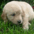 Pixelated image of a light-colored dog lying on green grass next to cyan text on a blue background.