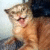 Pixelated static image of a light brown animal with closed eyes and an open mouth showing pink tongue, set against blurred background.