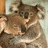Pixelated image of two brown animals hugging on a light background with green and gray text displaying 'hugs eifelio' and 'luv yo!!!!!!'