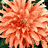 A sequence of flower images showing orange and white blooms with layered petals against dark green foliage, transitioning from full blooms to partial views.