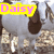 A cartoon cow head with brown patches on white fur, set against a textured brown background, with the word "Daisy" in colored text overlays.