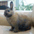 Animated sequence of a rabbit and horse in different poses with text labels.
