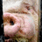 Pixelated close-up of a person's nose and mouth on dark green background with green text reading 'kind of my life' and 'snortersbecca and jenny <3'.
