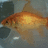 A pixelated goldfish in a tank with orange text reading 'my pet fish bob!' and 'its dutch too! haha' on blue backgrounds.