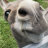 Pixelated close-up of a light-colored dog's face with dark eyes and nose, set against green foliage background.
