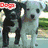 Six dog images arranged in a , each with red 'Dog' text overlay on the face