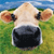 A pixelated close-up of a cow's face with a black nose, brown ears, and light-colored fur against a green field and blue sky background.