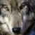 Pixelated close-up of a wolf's face with light brown and gray fur, dark eyes, and a black nose, set against a blurred background.