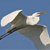 A white bird with outstretched wings flies against a solid blue background, its body angled slightly upward with a long beak visible.