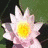 Three water lilies with yellow centers and pink petals on green leaves against dark backgrounds, arranged in a