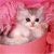 Animals icons for AIM, MSN, MySpace and Yahoo