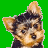 Pixelated dog head on green background with pink text reading 'yorkies rock!!!'