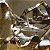 A 4-frame contact sheet of a silver metallic rose animation with reflective highlights and subtle motion across frames.