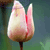 A static pixelated image of a pink and white tulip with a brown stem against a blurred green and blue background.