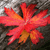 A static pixelated image of a red and orange flower with multiple petals against a gray and black pixelated background.