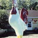 A rooster stands in front of a house with a red background displaying bold white text.