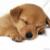 Pixelated brown dog lying down with closed eyes and black nose on white background.