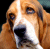 Pixelated close-up of a dog's face with brown and white fur, dark eyes, and a black nose against a dark background.