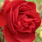 Red rose with green foliage background, partially obscured text overlays in white and black.