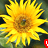 Animated contact sheet of sunflower frames with red text overlays showing progressive phrase fragments.