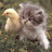 Pixelated image of a light-colored duckling and a fluffy gray kitten positioned side-by-side on a blurred green background.