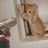 Pixelated static image of a light brown cat with darker stripes sitting upright on a white surface, facing forward.