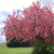 A pixelated static image shows a large pink flowering tree with dense foliage against a light blue sky and green grass below.