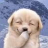 A light-colored puppy with closed eyes and a paw covering its mouth, set against a blurred blue background.
