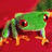 Green frog with red eyes on red background, orange text on green background reading 'You Have To Kiss A Lot Of Frogs To Find Your Prince Charming'.
