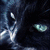 A dark blue cat with green eyes appears in a of six , each displaying different text overlays