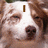 A dog's face with text overlays changing across frames: 'I', then 'LOVE', and finally 'AYA' in brown pixelated letters.
