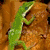 Four- shows a green lizard on various backgrounds with text "Anoles rule!" in bottom-right