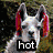 Four lama images arranged in a with text overlays: 'hot', 'dirty', 'llama', and 'SEX' on each